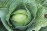 Cabbage: White