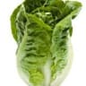 Lettuce: Little Gem